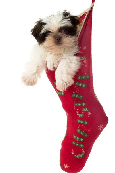 Hundvalp hängande runt i Julstrumpa — Stockfoto