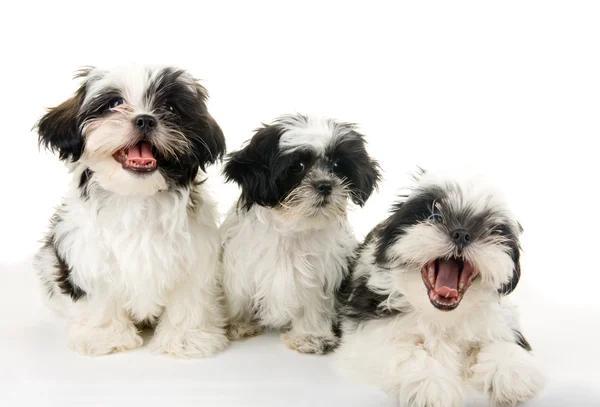 Tres cachorros felices — Foto de Stock