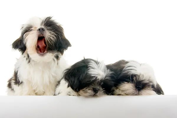 Cantar cachorro golpea una nota amarga — Foto de Stock