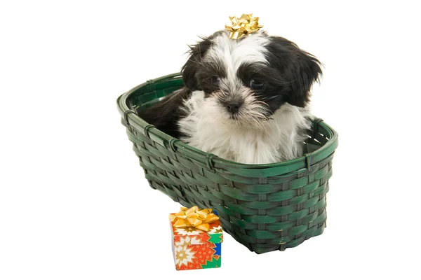 Christmas Puppy In A Basket — Stock Photo, Image