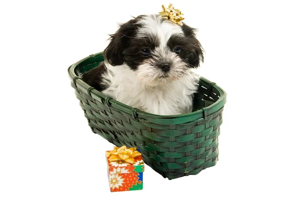 Christmas Puppy In A Basket — Stock Photo, Image