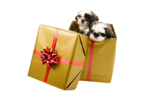 Two Christmas Puppy Presents — Stock Photo, Image