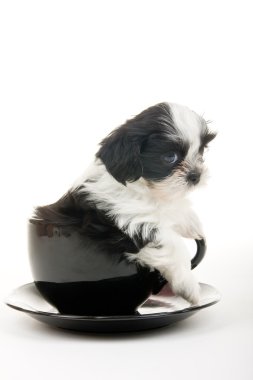 Puppy In A Cup clipart