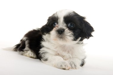 istirahat köpek yavrusu