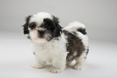 saldırı köpek yavrusu