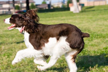 köpek dans