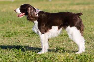mükemmel duruş ile köpek