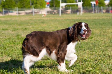 işaret eden köpek