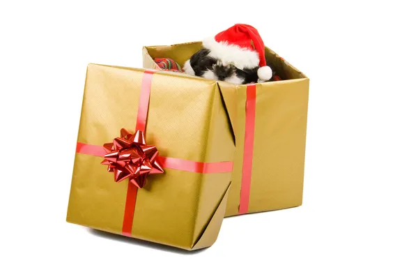 Santa Puppy Christmas Gift — Stock Photo, Image
