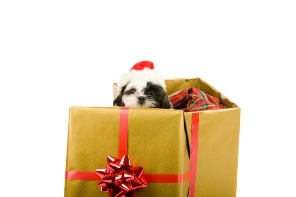 圣诞老人小狗的圣诞礼物 — 图库照片