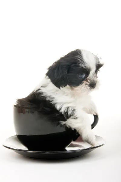 Puppy In A Cup — Stock Photo, Image