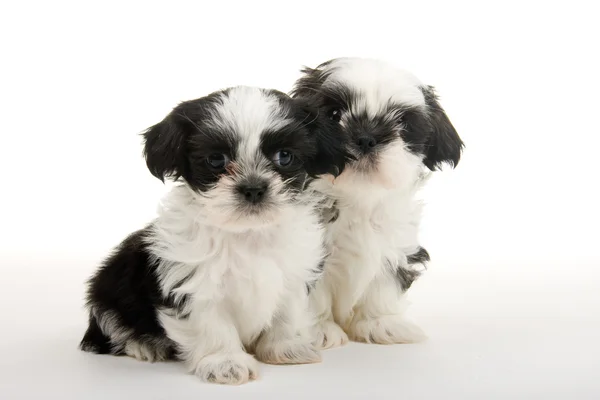 Buddies para la vida — Foto de Stock