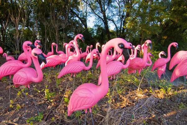 Flamants roses dans la brume — Photo