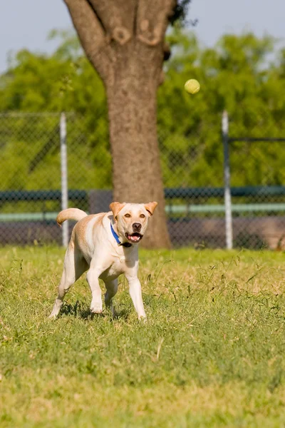 Perro recuperando la pelota — Foto de Stock