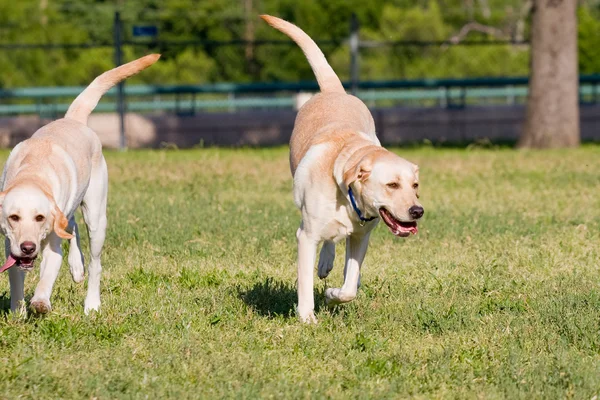 Hund vänner på park — Stockfoto