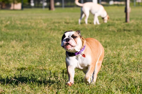 O kadar hızlı koşma bulldog! — Stok fotoğraf