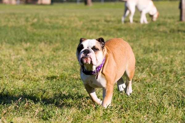 Bulldog inte på gott humör. — Stockfoto