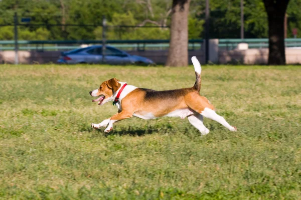 Uitvoeren van beagle uitvoeren! — Stockfoto
