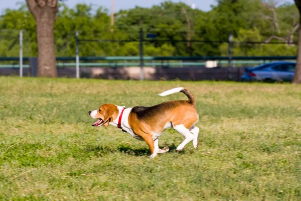 Corre Beagle Corre ! — Foto de Stock