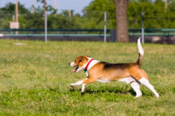 Corre Beagle Corre ! — Foto de Stock