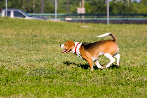 Executar o beagle executar! — Fotografia de Stock
