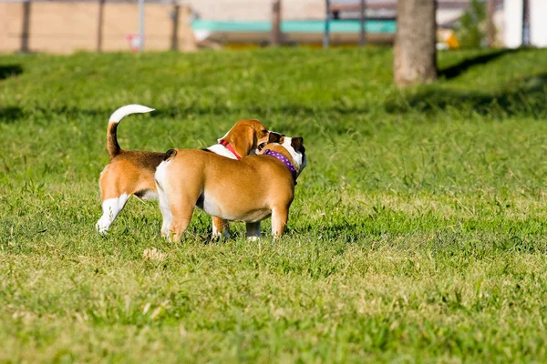 Köpekler ve çiçek açması aşk — Stok fotoğraf