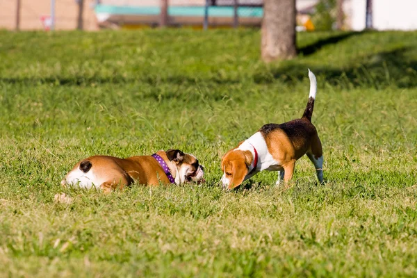 Köpekler sevgi doludur!