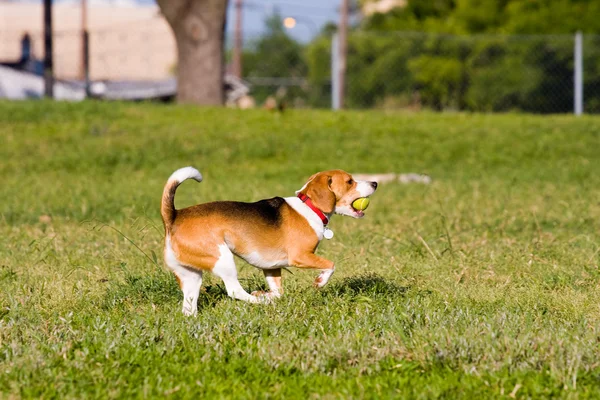 运行运行比格犬! — 图库照片