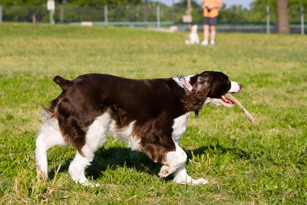 Perro trayendo el palo — Foto de Stock