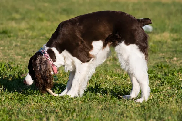 Perro masticando un palo — Foto de Stock