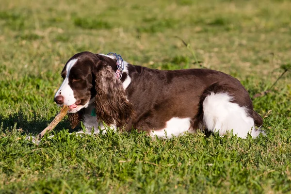 Perro disfrutando masticando un palo — Foto de Stock