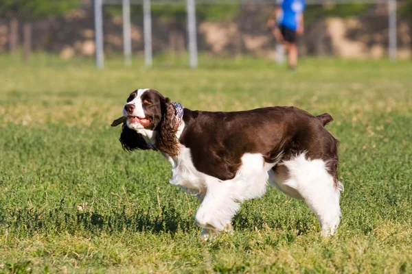 Klassisk pose — Stockfoto