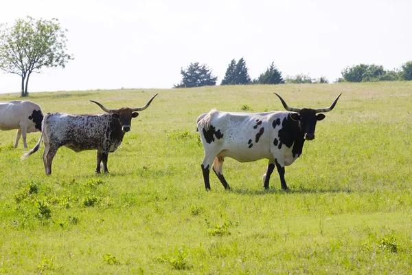 Texas Uzunboynuzları