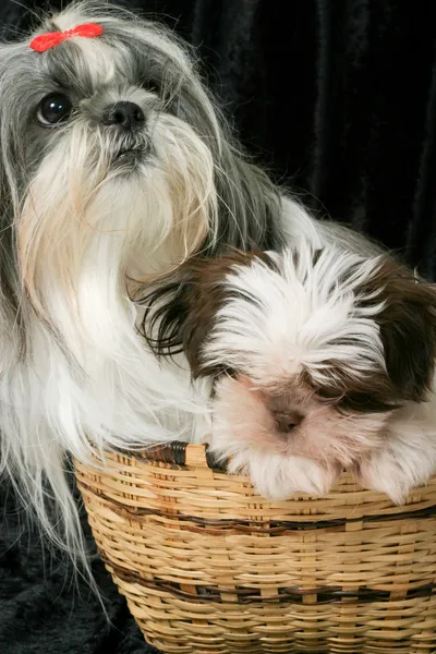 Två hundar i en korg 2 — Stockfoto
