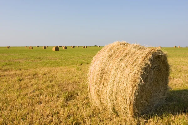 What The Hay? 2 — Stock Photo, Image