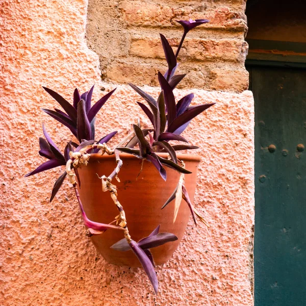 Fransa, Collioure 'da duvarda bitkiler asılı vazo
