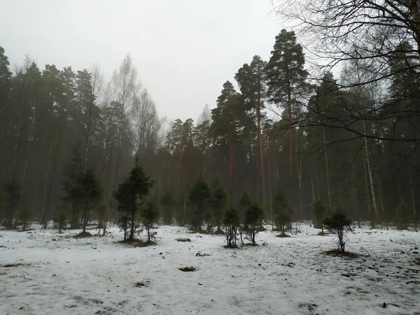 Fog Snow Covered Forest Fir Trees Cloudy Winter Day — Stock Photo, Image