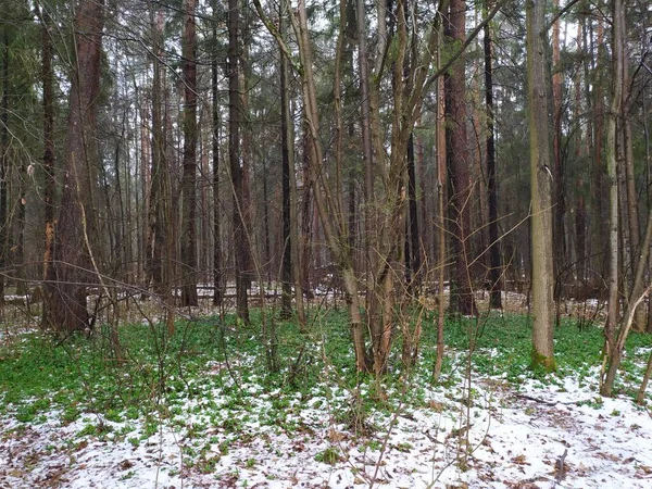 Ярко Зеленая Трава Снегом Зимнем Лесу — стоковое фото