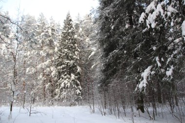 Kar, kış ormanlarında ağaçları kapladı. Soğuk bir günde mavi gökyüzü ve güneşle.