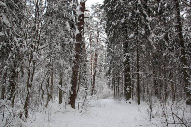 Kar, kış ormanlarında ağaçları kapladı. Soğuk bir günde mavi gökyüzü ve güneşle.