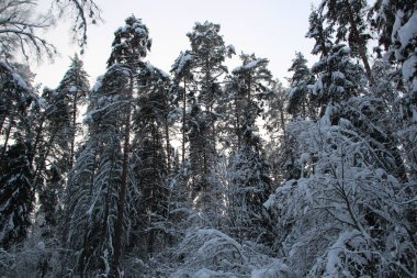 Kar, kış ormanlarında ağaçları kapladı. Soğuk bir günde mavi gökyüzü ve güneşle.