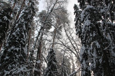 Kar, kış ormanlarında ağaçları kapladı. Soğuk bir günde mavi gökyüzü ve güneşle.