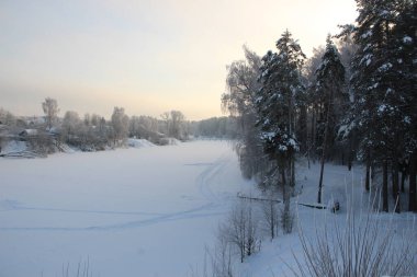 Kış ormanlarında kar ağaçları kapladı soğuk bir günde mavi gökyüzü