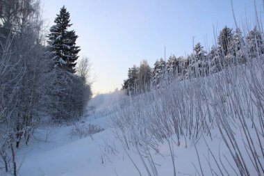 Kış ormanlarında kar ağaçları kapladı soğuk bir günde mavi gökyüzü