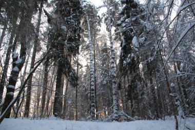 Kış ormanlarında kar ağaçları kapladı soğuk bir günde mavi gökyüzü