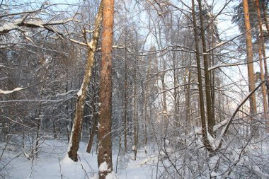 Kış ormanlarında kar ağaçları kapladı soğuk bir günde mavi gökyüzü