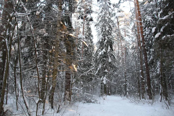 Snow Covered Trees Winter Forest Cold Day Blue Sky Sun — Foto Stock