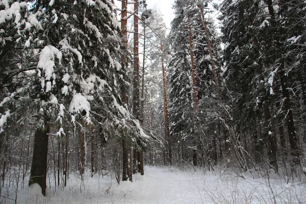 Snow Covered Trees Winter Forest Cold Day Blue Sky Sun — стоковое фото