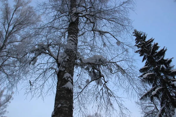 Besneeuwde Bomen Winter Bos Koude Dag Met Blauwe Lucht Zon — Stockfoto