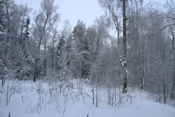 Χιόνι Κάλυψε Δέντρα Χειμώνα Δάσος Κρύα Μέρα Γαλάζιο Ουρανό Και — Φωτογραφία Αρχείου